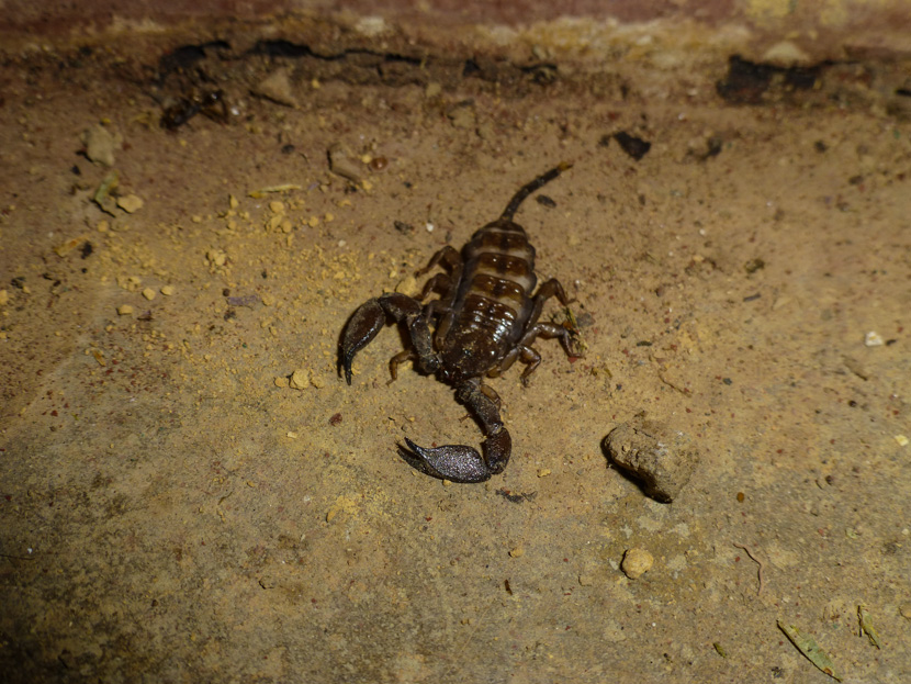 skorpion malezja